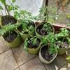 Growing Bags for Patio Balcony or Small Spaces Grow Potatoes