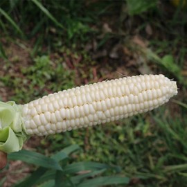 MySeeds.Co Country Gentleman White Sweet Corn (Shoe Peg Corn) (Zea mays) Corn Seeds - 1/4 LB (~ 600 Seeds)