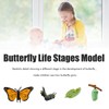 Insects Life Cycle Kit Stages of Insect with Wooden Tray