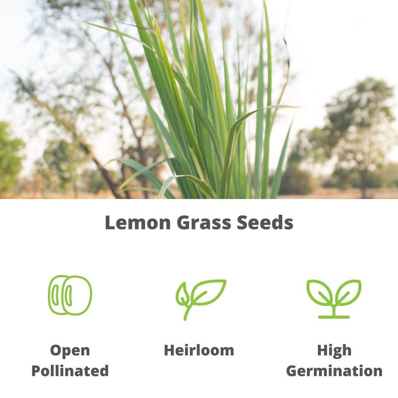 Lemon Grass Seeds for Planting Outdoor - 250 Mg Packet