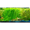 Jungle Vallisneria Rooted Plants 15-20 inches Tall - Easy Background