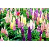 Lupine Flower Mix Quaker Bonnets Bluebonnet Wildflower 50 Seeds for