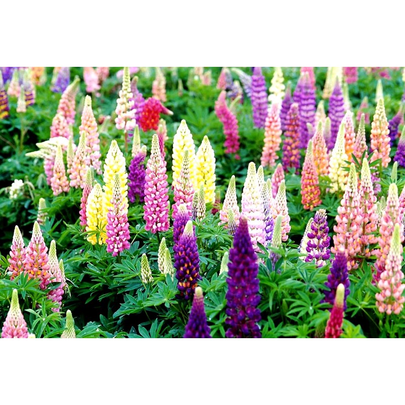 Lupine Flower Mix Quaker Bonnets Bluebonnet Wildflower 50 Seeds for