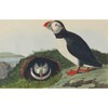 The Fitzwilliam Museum Audubon's Birds of America - Pack of