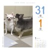 Dog Turning 2026 Calendar Refills Day Dive CK-D26-02
