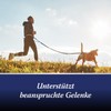 Canosept Gelenktabletten Hund - Einzigartige Rezeptur: Mit Grünlippmuschel Hund, Glucosamin,