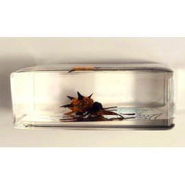 44mm Real Spiny Spider on Web in Crystal Clear Lucite Resin Garden Scenery Diorama Decor Specimen Preserved Insect Taxidermy Crafts Collection for Biology Science Education Display