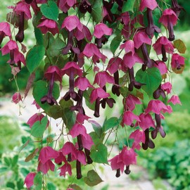 Eden Brothers Purple Bell Vine Seeds