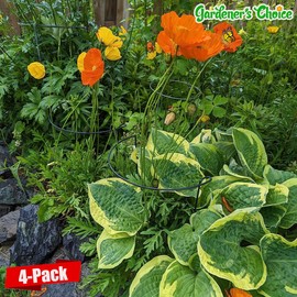 WooWellGoGoGo Snake Plant Support Stake - Half Round Peony Stake and Support, Heavy Duty Hydrangea Support Cage, Half Moon Houseplant Support Ring for Potted Indoor Plants (4 Pack, 14x8Inch)