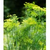 Little Seed Store 300+MAMMOTH Long Island DILL Seeds Native Culinary