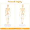 Lotvic Mini Human Skeleton Model, 35cm Skeleton Model with Movable