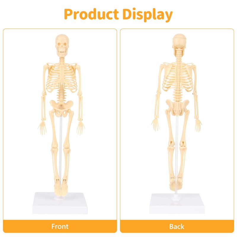 Lotvic Mini Human Skeleton Model, 35cm Skeleton Model with Movable