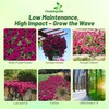 Outsidepride Wave Petunia Seeds - 15 Pcs Annual, Long-Blooming, Classic