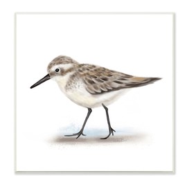 Nautical Sandpiper Bird on Sand Speckled Feathers