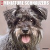Just Miniature Schnauzers 2023 Wall Calendar