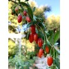 Home-Grown Goji Berry, Wolfberry, Lycium Barbarum - 1 bare root