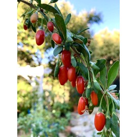 Home-Grown Goji Berry, Wolfberry, Lycium Barbarum - 1 bare root plant about 1 foot
