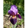 Bearded Iris 15 Bearded Iris Rhizomes – Easy to Grow,