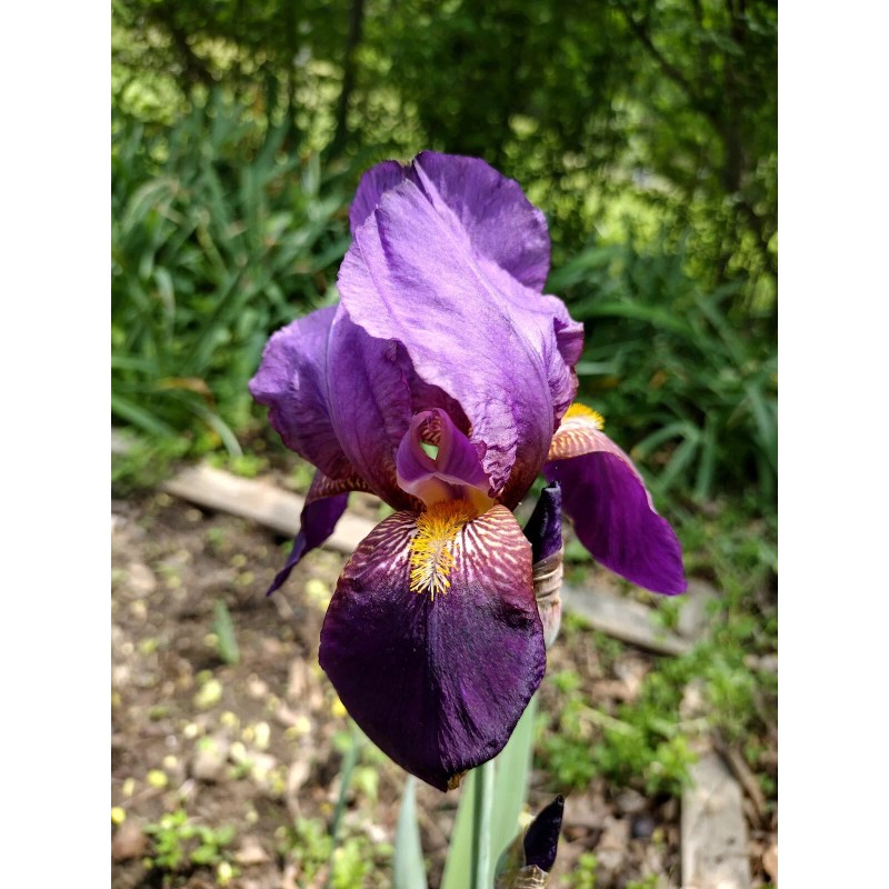 Bearded Iris 15 Bearded Iris Rhizomes – Easy to Grow,