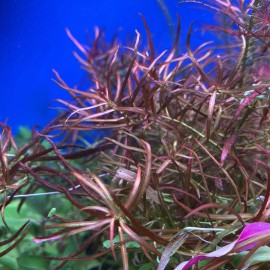 4stems Ludwigia Arcuata Live Freshwater Aquarium Plants Red Purple