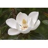 Southern Magnolia Grandiflora | 3 Live Trees | Beautiful Evergreen