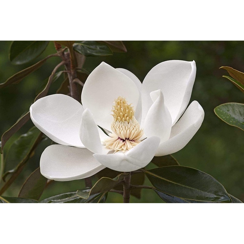 Southern Magnolia Grandiflora | 3 Live Trees | Beautiful Evergreen