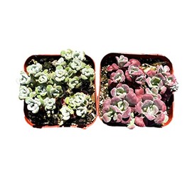 FOlIAGEMS Live Succulent Cactus Plants from USKC (Two 2"Pot Set) (Sedum spathulifolium 'Carnea'+'Cape Blanco')