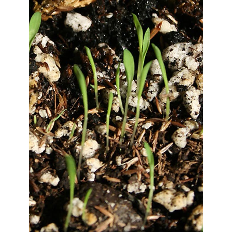 East Indian Lemongrass (Cymbopogon flexuosus) - approx 250 seeds