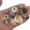 PEPPERLONELY Small Mix Sea Shells, Very Clean, 6 OZ Apprx.,