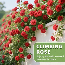 200+ Red Climbing Rose Seeds for Planting Outdoors Ornamental Climbing Flowers Rosa Bush Vine Climber Long-Blooming