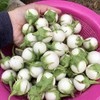 Thai White Eggplant Seeds/ Cà pháo trắng trái nhỏ, Asian