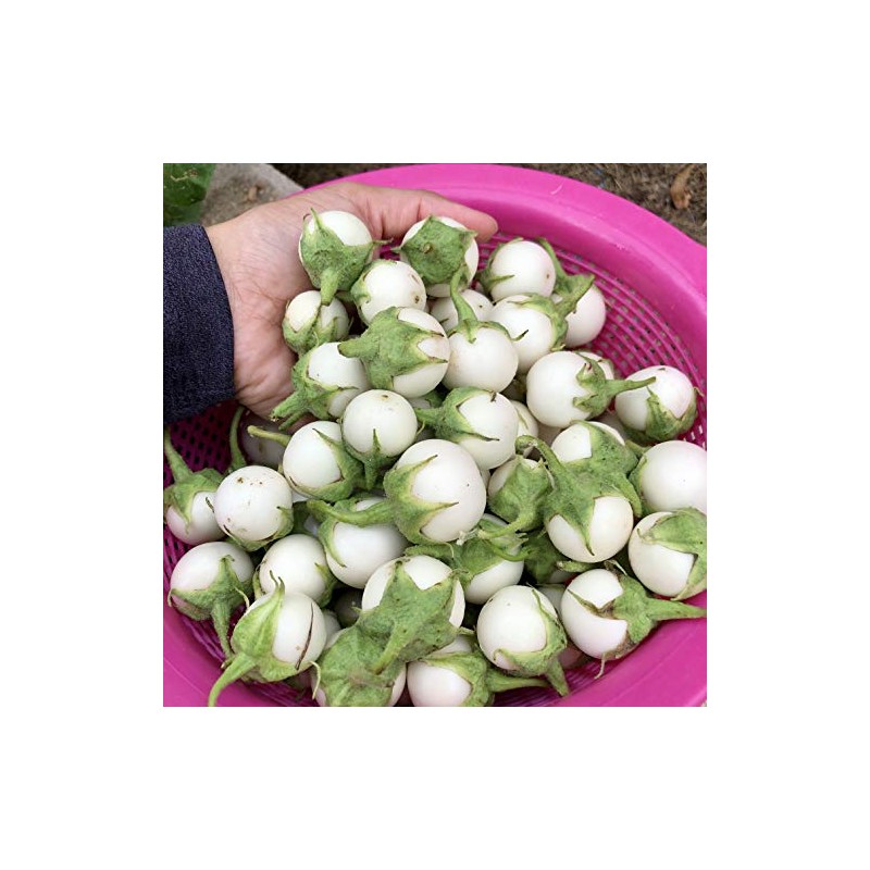 Thai White Eggplant Seeds/ Cà pháo trắng trái nhỏ, Asian