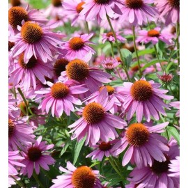 Back To Nature Seed Company Purple Coneflowers - Seeds - Organic - Non Gmo - Heirloom Seeds – Flower Seeds - 30 Seeds