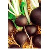 Radish Black Spanish Great Heirloom Vegetable by Seed Kingdom 300