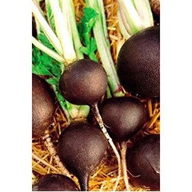 Radish Black Spanish Great Heirloom Vegetable by Seed Kingdom 300 Seeds