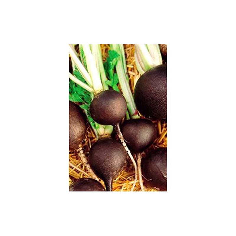 Radish Black Spanish Great Heirloom Vegetable by Seed Kingdom 300
