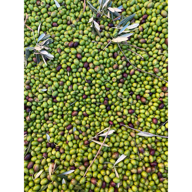 Cru di Cures Extra Virgin Olive Oil - DOP Sabina,