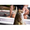 Berkley PowerBait Power Jerk Shad Fishing Soft Bait