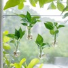 Bunmery 4 pcs Window Propagation Stations, Suction Cup Plastic Plant