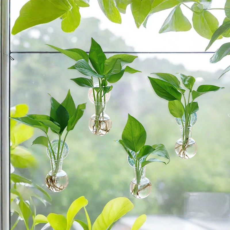 Bunmery 4 pcs Window Propagation Stations, Suction Cup Plastic Plant