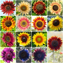 Groundio Sunflower Seeds for Planting, 15+ Varieties, 1 Oz, 300+ Mixed Seeds to Plant Colored Sunflower for Outdoors, Garden, Attracts Pollinators