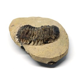 Crotalocephalus Trilobite Fossil Morocco 390 Million Years Old #15740 18o