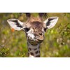 Funny Baby Giraffe Black Ballpoint Pen Wild Animal Cute Africa