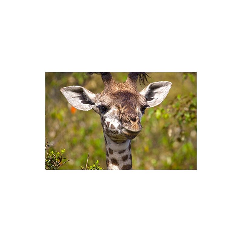 Funny Baby Giraffe Black Ballpoint Pen Wild Animal Cute Africa