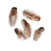 Happy Feather 100 pcs Natural Pheasant Plumage Feathers 2-3 Inches