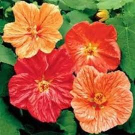 Natures Potions Ltd Abutilon Seeds, 25 Seeds, Abutilon Bellvue Mix, Flowering Maple, Tropical