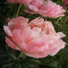 Peony Seeds Garden Plant Mixed Color Flower 10 Seeds