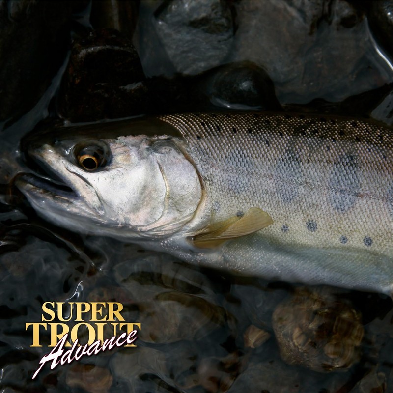 VARIVAS (バリバス) Nylon Line VARIVAS Super Trout Advance 100m 0.5号