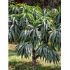 Bonanza Patio Peach Tree, Compact, Fruit Bearing, Deciduous, Self-Sufficient, 7