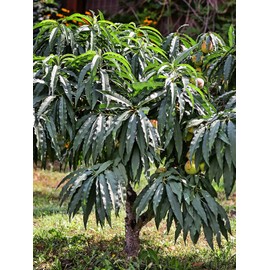 Bonanza Patio Peach Tree, Compact, Fruit Bearing, Deciduous, Self-Sufficient, 7 gal, Nursery Pot (Due to Agricultural Laws, we Cannot Ship to CA, AZ, AK, or HI)